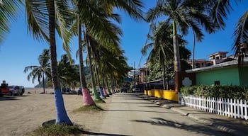 #beach #palms