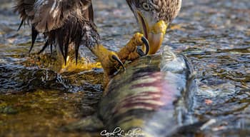 Salmon... it’s what’s for
Dinner!! #adventure