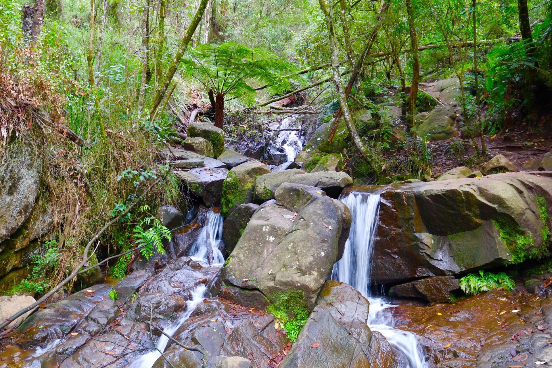 A nice little waterfall on Mt Dandenong. It's best to get off the track and climb up the waterfall for the best views and photos. (Can be super slippery and muddy when wet). 