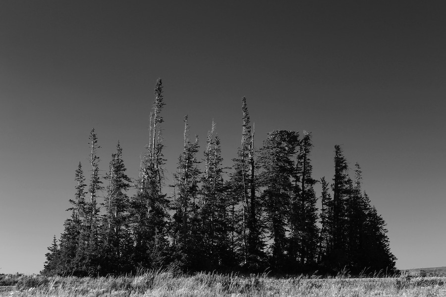 Beautiful pine forest in Central Utah. Located at the top of the mountain peaks.
#Trovember #trovember #trover