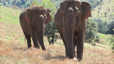 The Leaf Foundation is one of the NGOs in the area which is set out to help elephants and the forrest. Elephants which have been used in tourism or on farms before can have a good life here. Right now they have five elephants. Those are "rented" which means the local families still own them. They get money from the LEAF Foundation for health care and basic needs. As a tourist you can book different tours there and see/touch these great elephants. With booking a tour you support the local community as well.