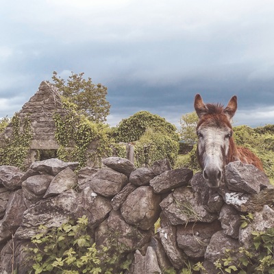 In one of the streets around the Cliffs of Moher lives this lovely donkey. He loves apple and cuddles. He's also a wonderful model.
#nature #ireland