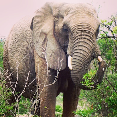 Majestic!