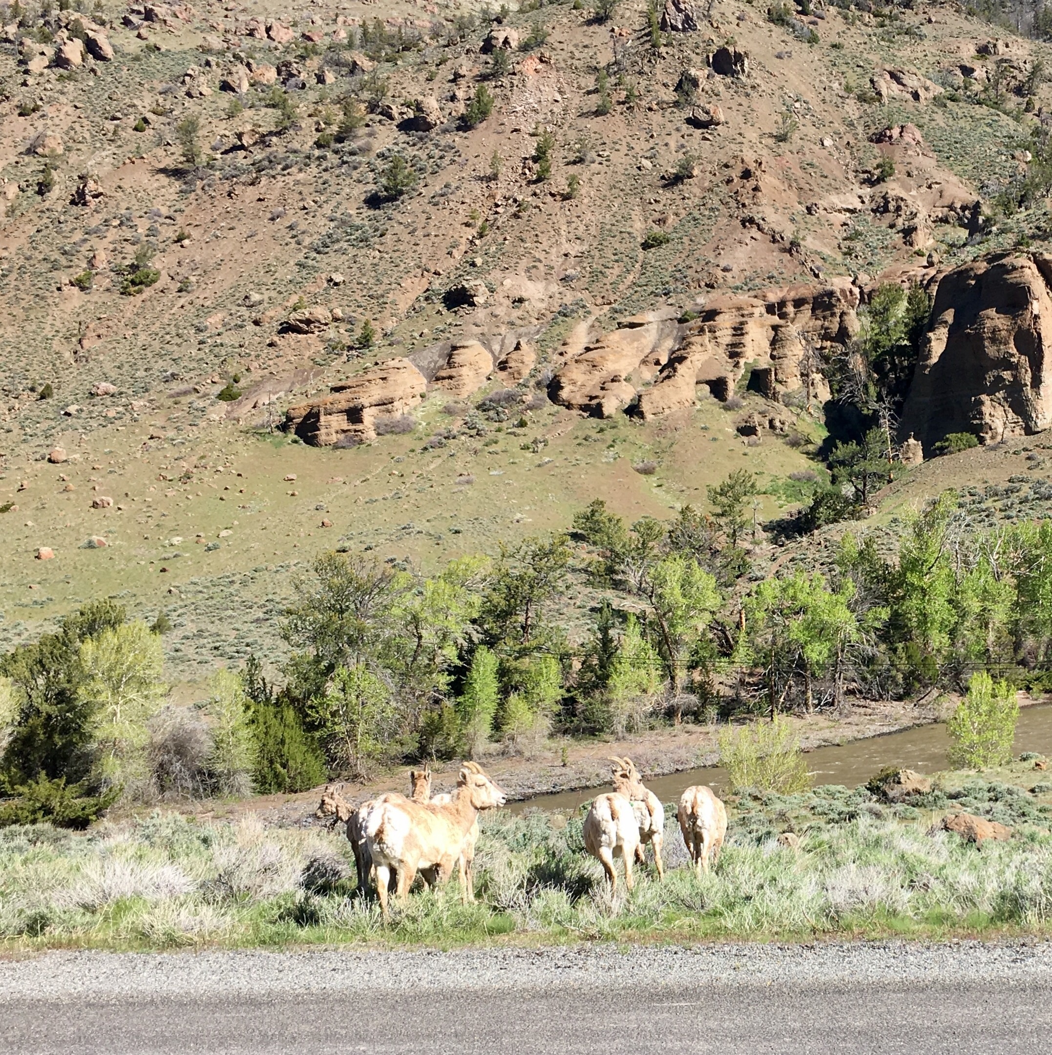 Visit Wapiti Best of Wapiti, Wyoming Travel 2023 Expedia Tourism