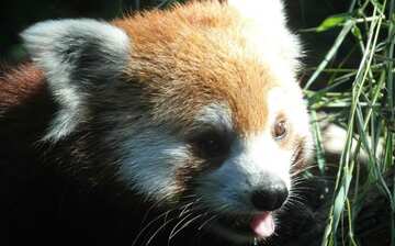 ブロンクス動物園 ニューヨーク エクスペディア ブロンクス動物園 ニューヨーク エクスペディア