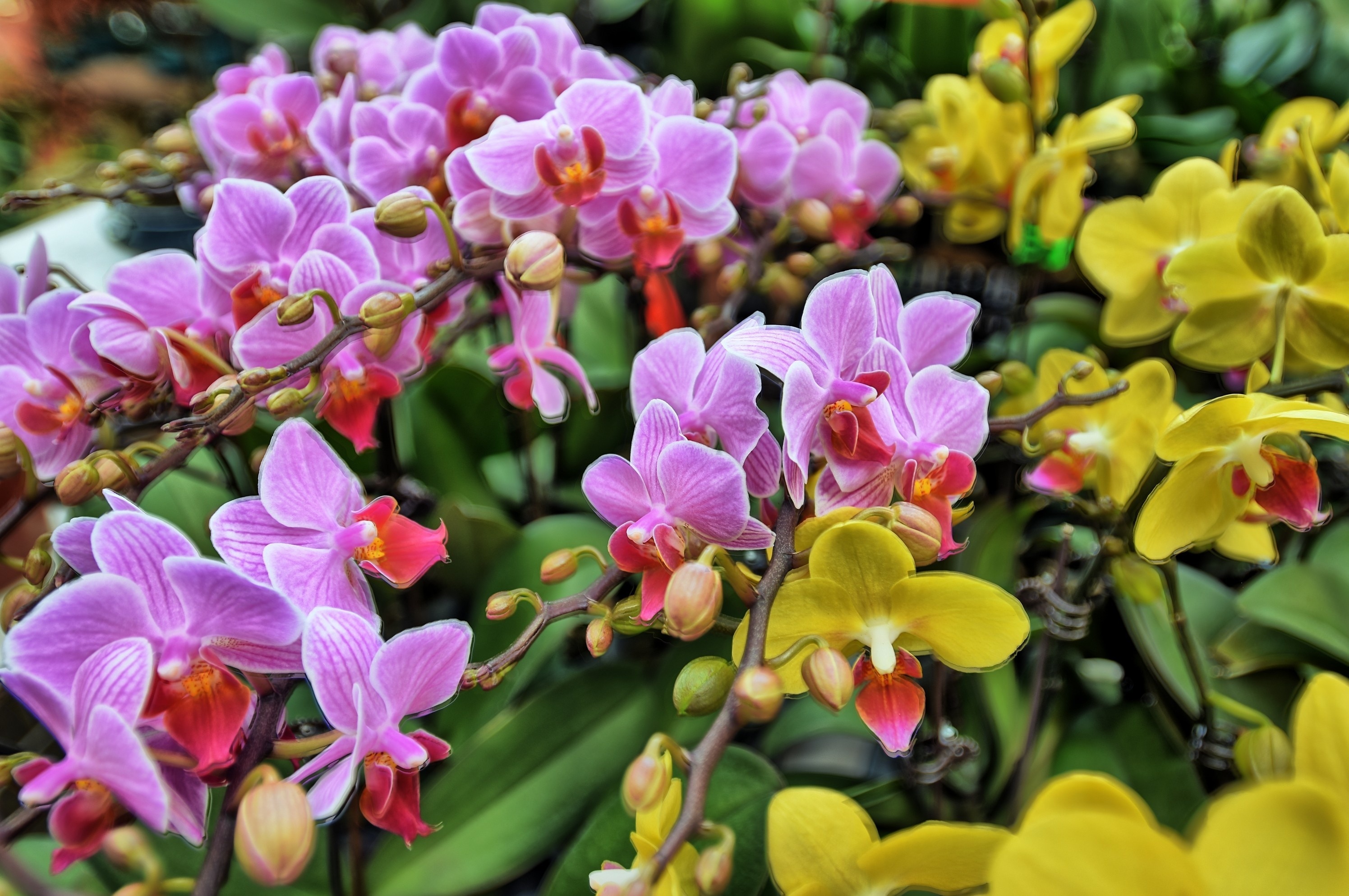 Beautiful flower market in Hong Kong with many orchids