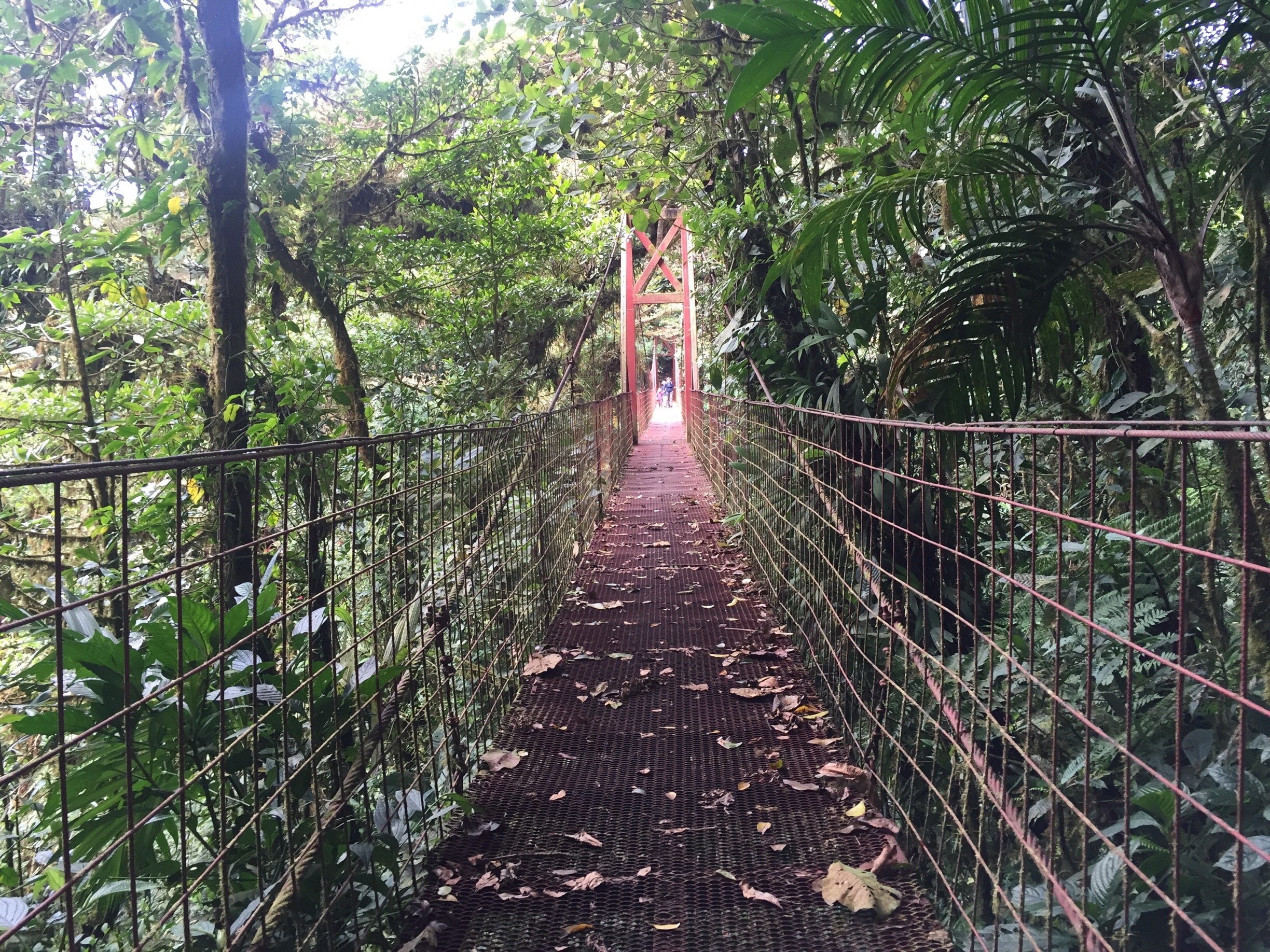 What City Is Monteverde Cloud Forest Biological Reserve In