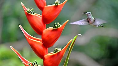 The Costa Rica Nature Pavllion has habitate that attract Hummingbirds and Toucans.