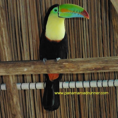 Feeding bananas to this toucan was one of those experiences in life that I will never forget. I was a little intimidated by the beak opening so near my fingers, but this guy was very gentle. We go to Portobelo with guests regularly and Safaricks Zoo is one of the attractions they can choose to visit! Panama Roadrunner Secure Transport.