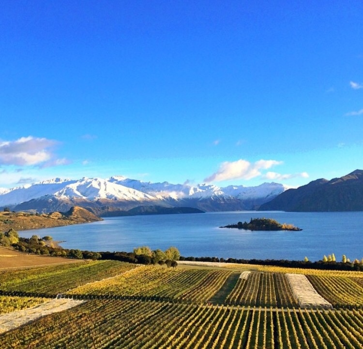 #winterwonders from the most scenic vineyard in all the world #NewZealand #Rippon