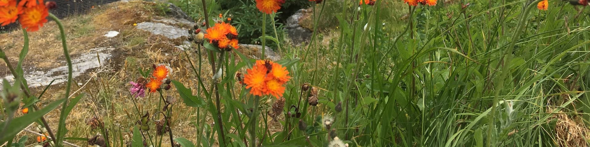 Beautiful hiking on the East Coast Trail.
