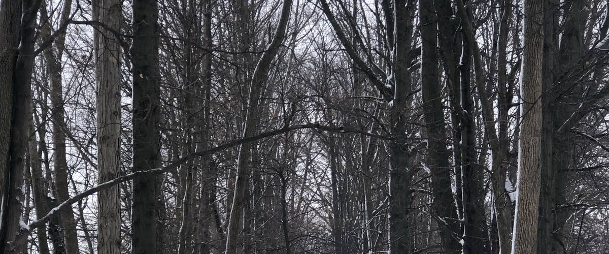 Winter woodland