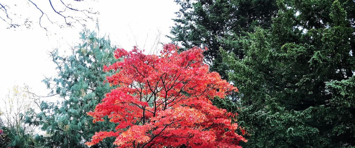 The only #Red autumn leaves for acres and acres at Ness Botanic Gardens in Cheshire