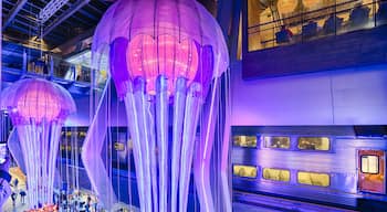 Vivid Sydney has Jellyfish as big as trains! 

#chatswoodinterchange #vividsydney @VividSydney @ChatswoodInterchange @willoughbycity #traveltherenext @traveltherenext #troveon #chatswood