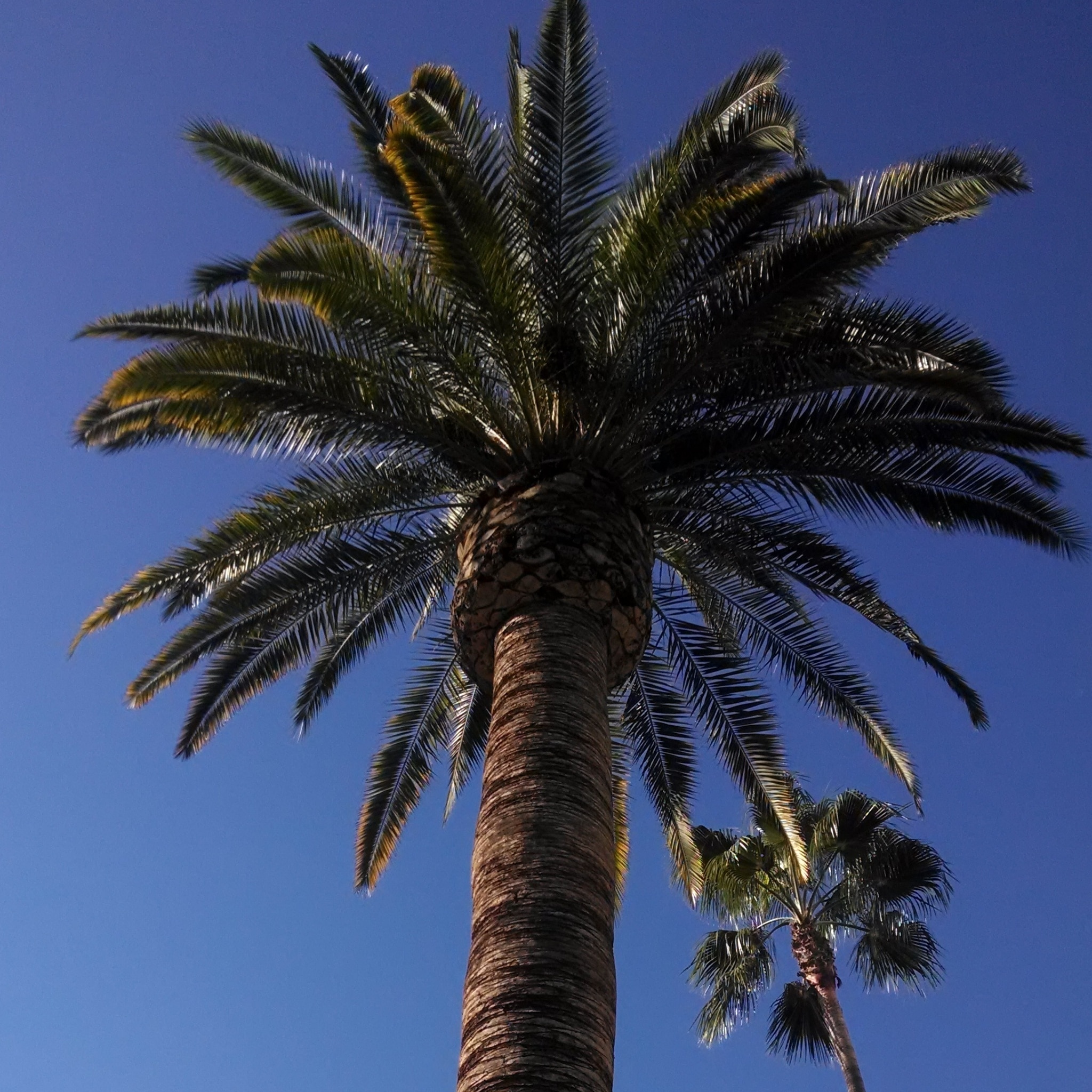The palm trees in Southern California always seem picture perfect! 