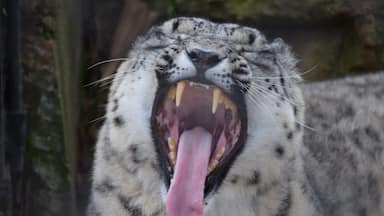 The Billabong Wildlife Park in Port Macquarie, a great place to stop on the pacific highway, beautiful well cared for animals, including this Snow Leopard ready for his afternoon nap :) #weekendgetaway