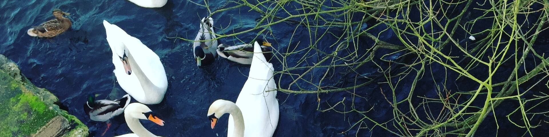Lovely place for a family walk to feed the ducks. 
#waterlust #swans #ducks #outdoors #trees #water #lake #colour #feedingtheducks #parks #familywalk #kidsfun