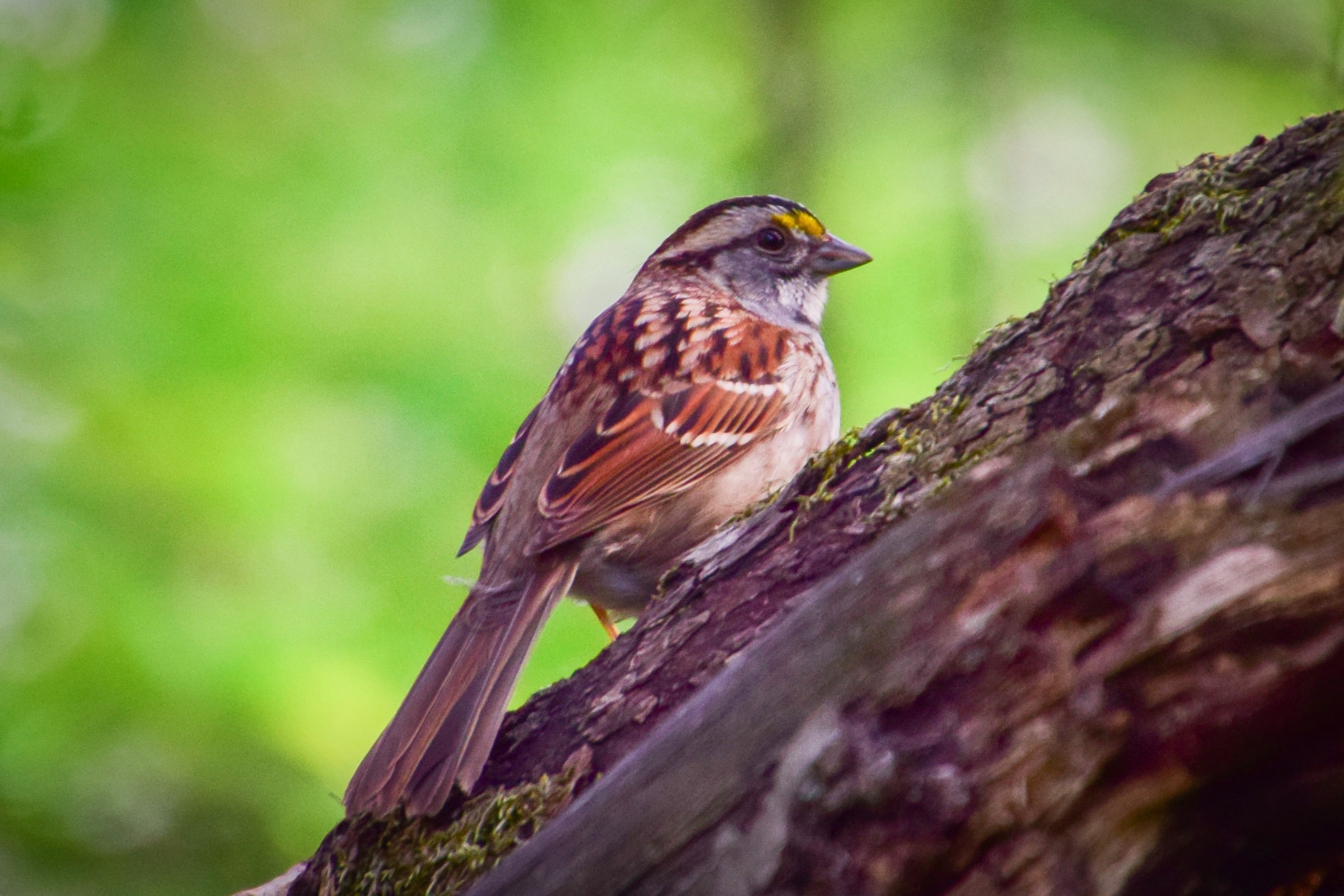 This white-throated sparrow was spotted at Prairie Park in Geneseo, Illinois.  Along with the prairie, there is a woodland area with hiking trails.  The Hennepin Canal runs along the north side of the park.