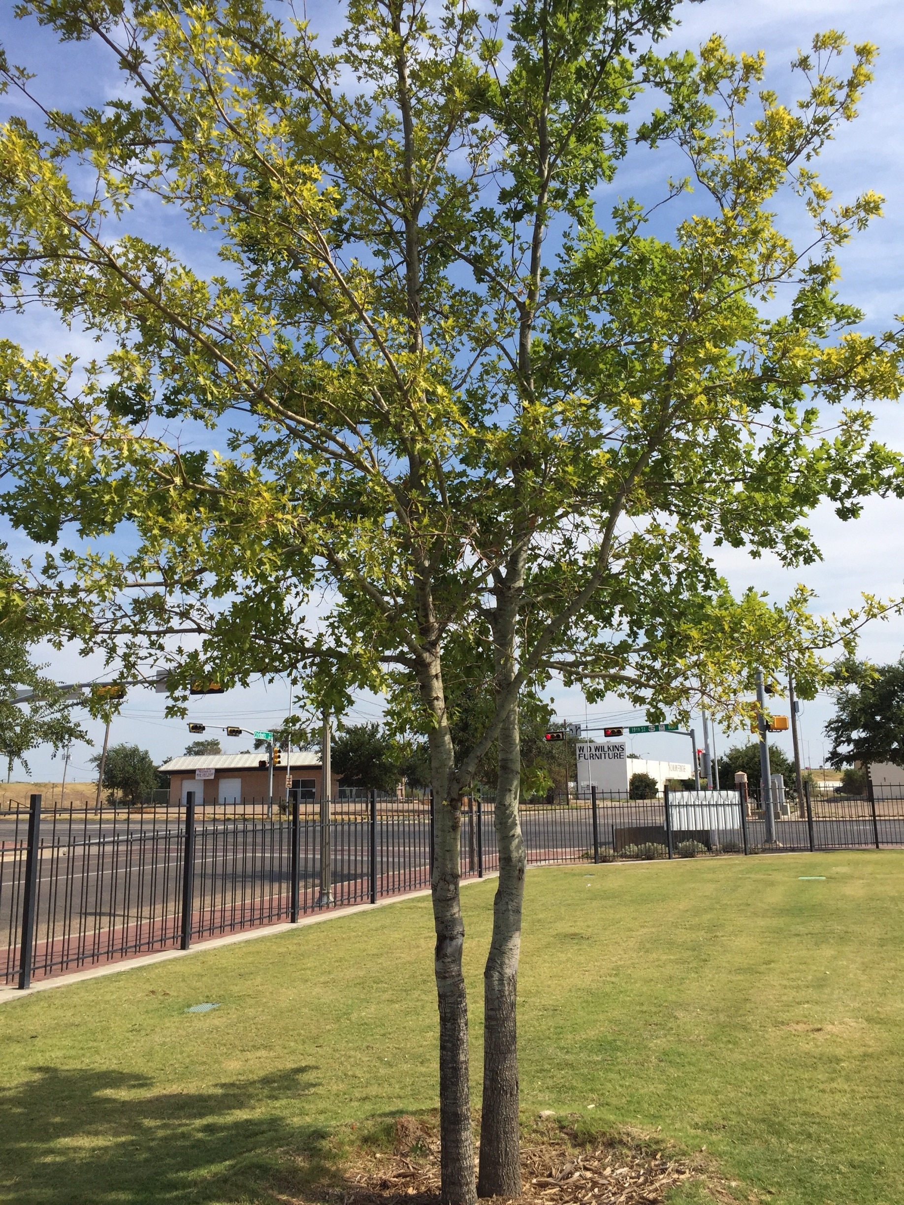 The McCartney oak was donated by Paul McCartney at the park as dedication to the people of Lubbock and Buddy Holly's influence to the musical style of The Beatles.