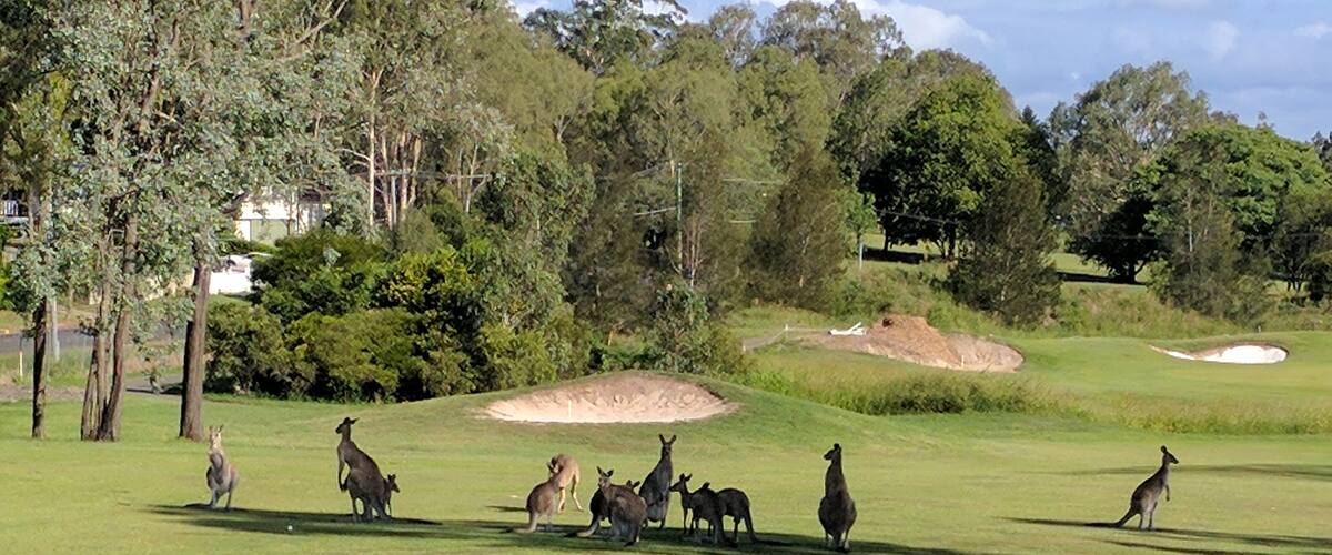 Kangaroo's on Ipswich golf course.