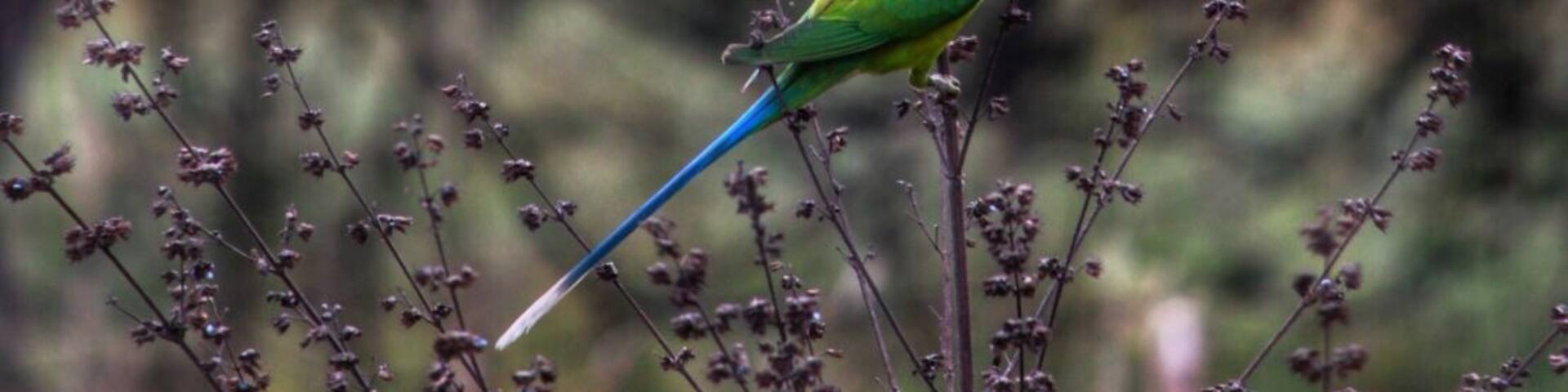 #Parrots
Dudhwa national park
From India
#Green Photo Sweepstakes