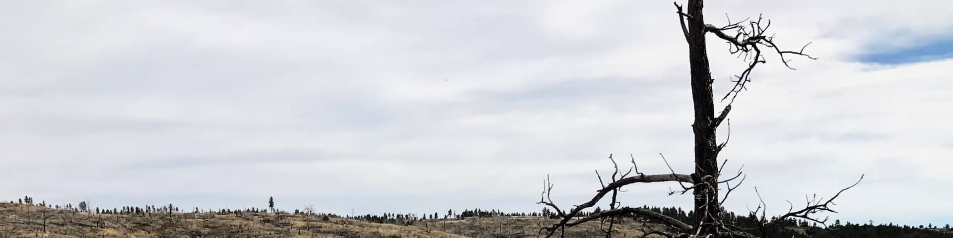 When we reached this barren landscape, I thought we had reached Deadwood, but we were hours away. 
#landscape #wyoming