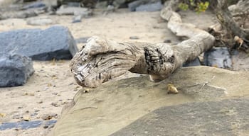 Driftwood from Lake Ontario.