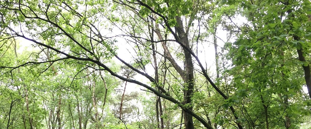 Woods bordering Ludshott Common