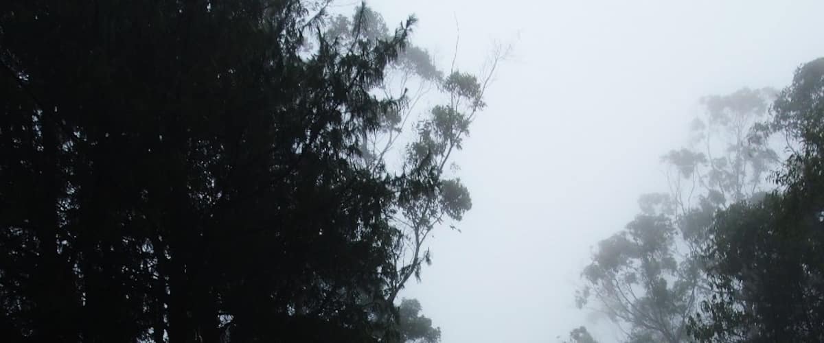 through the denser mist while driving to Horton Plains National Park. Cattle husbandry is highly practiced in this area.