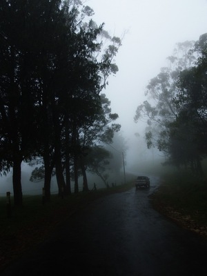 through the denser mist while driving to Horton Plains National Park. Cattle husbandry is highly practiced in this area.