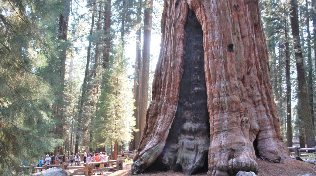 Sherman tábornok fája, Sequoia National Park, Kalifornia, Egyesült Államok