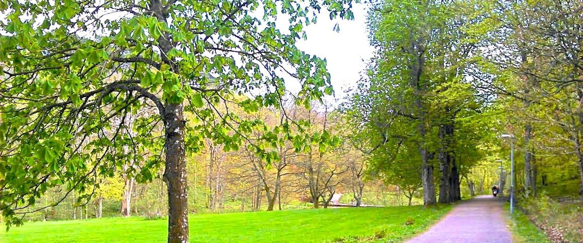 Billdal´s Park, early May.
The first light green leaves adorn the trees.  Along this small road here stands a row of horse chestnuts on the side of the lawn, on the other side is the forest with wood anemones among the beeches. 
Since there are many stables here, these roads are also used for horse riding.