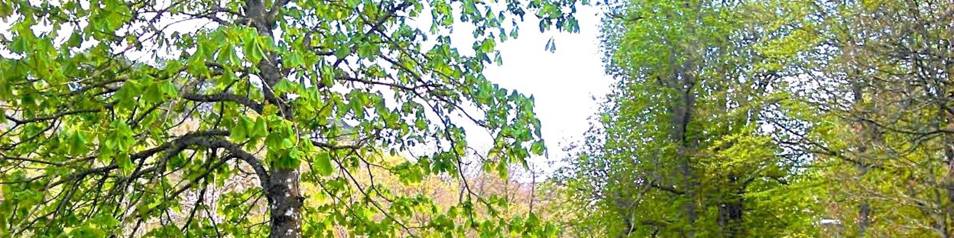 Billdal´s Park, early May.
The first light green leaves adorn the trees. Along this small road here stands a row of horse chestnuts on the side of the lawn, on the other side is the forest with wood anemones among the beeches.
Since there are many stables here, these roads are also used for horse riding.