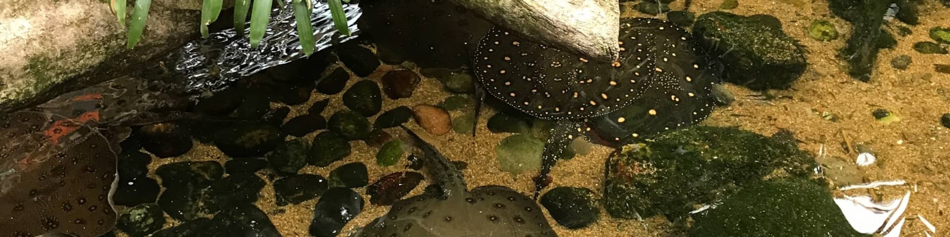 Thought this turned out good of the sting ray pond in the Lied Jungle.