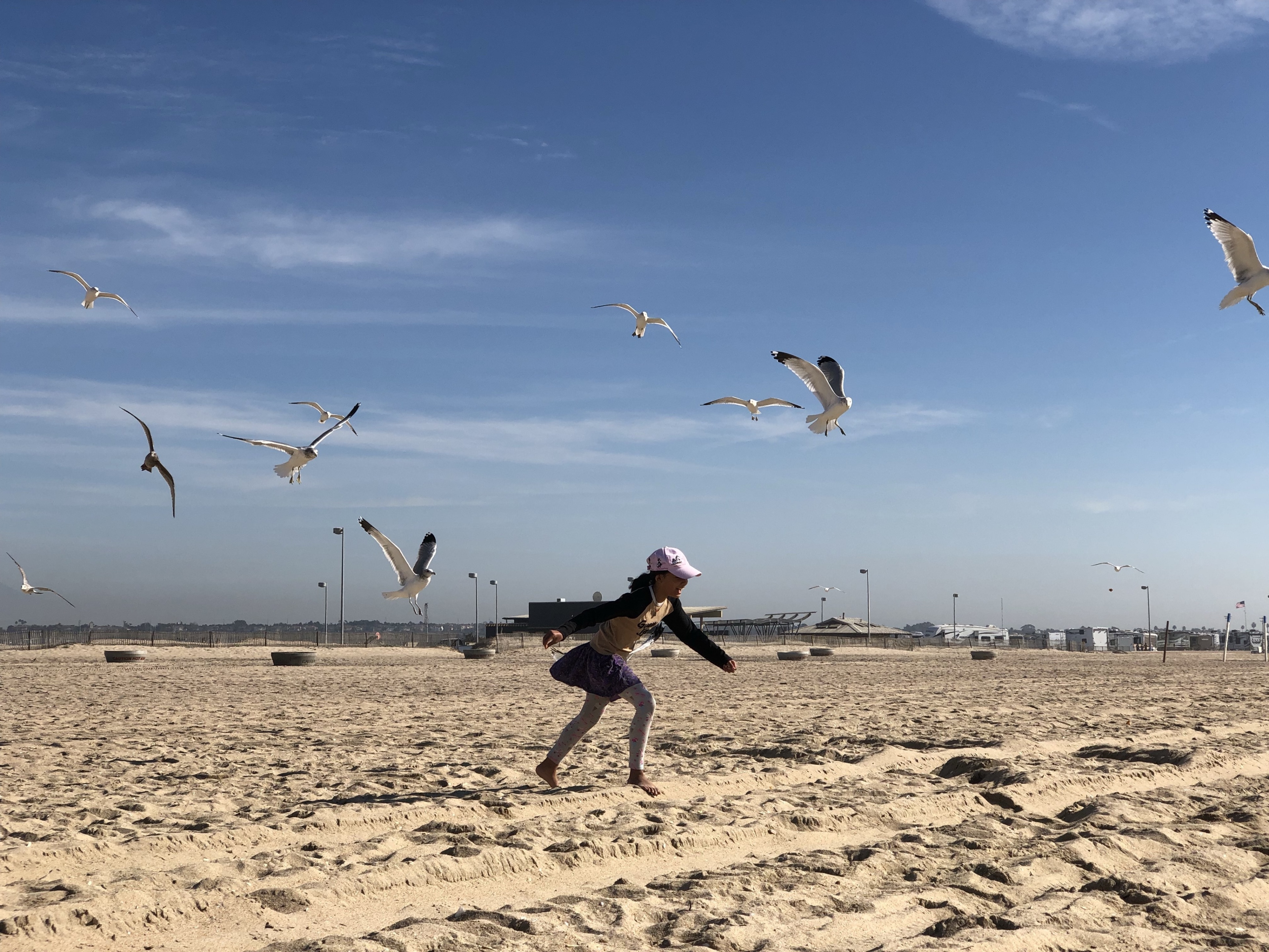 Being attacked by birds