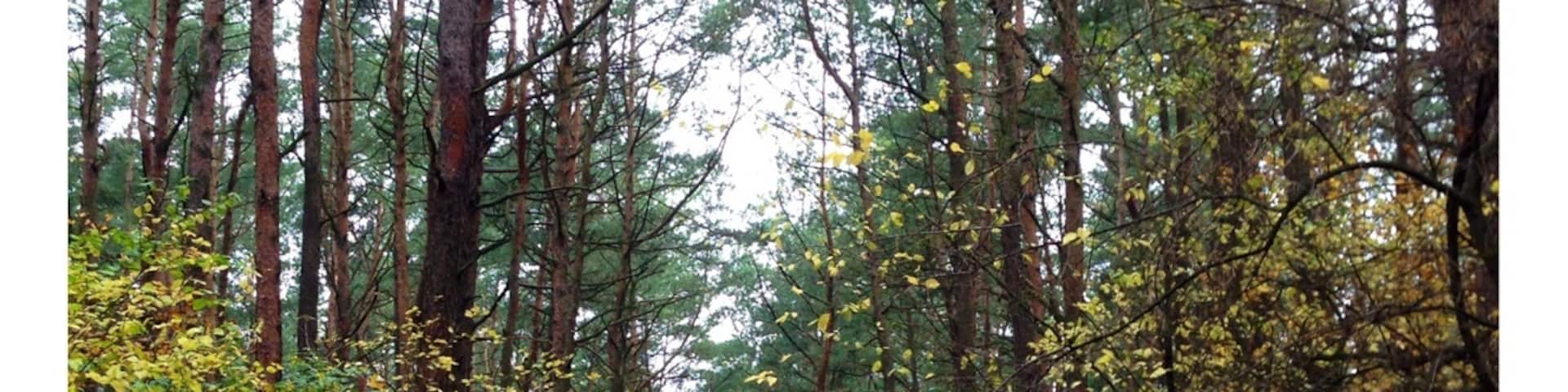 Autumn in the national park - near the sea