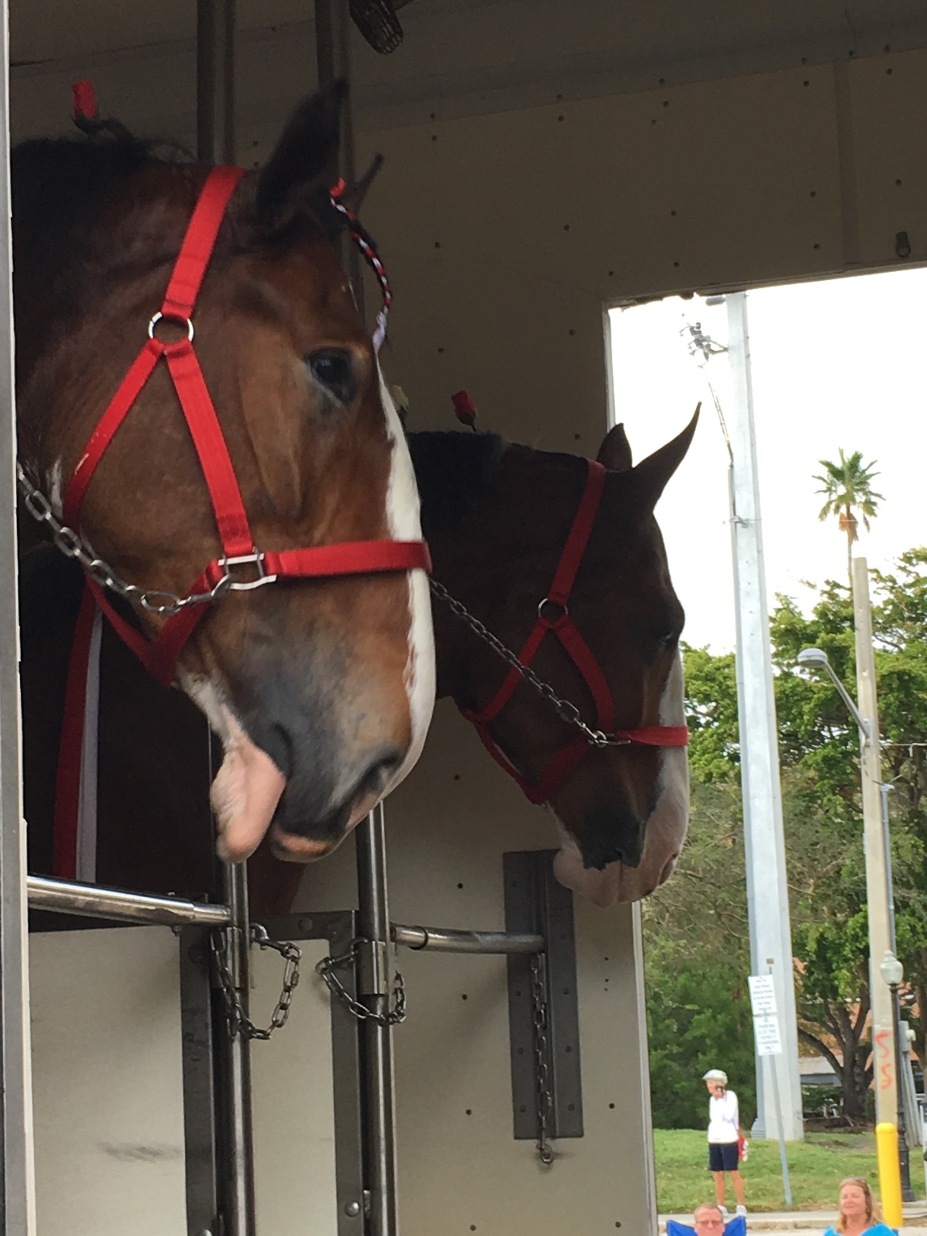 Budweiser Clydesdales arrived in Venice for the evening. The rain passed through before they arrived and there was great audience participation as they were traveling on Venice and Miami Avenues.