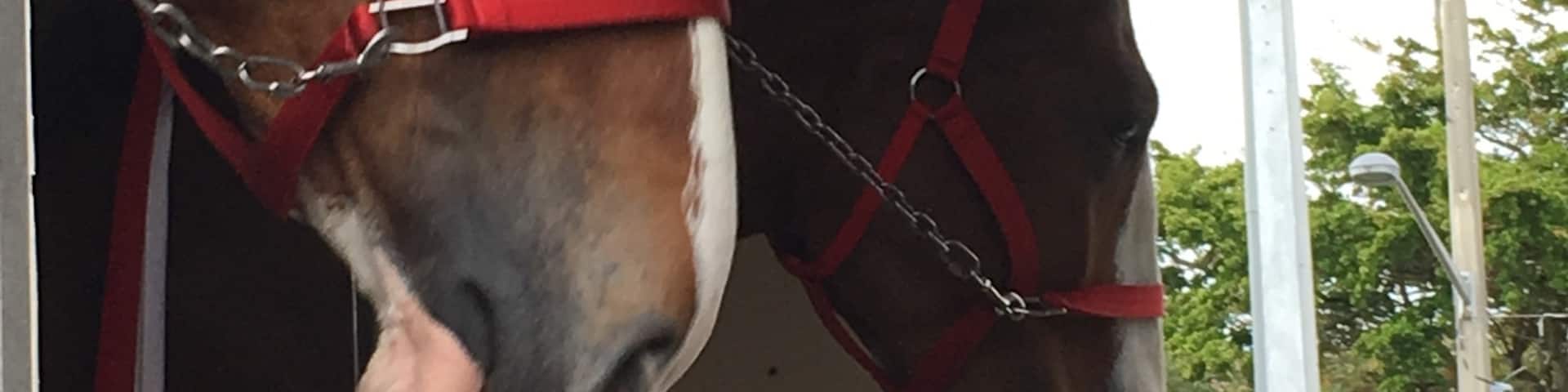 Budweiser Clydesdales arrived in Venice for the evening. The rain passed through before they arrived and there was great audience participation as they were traveling on Venice and Miami Avenues.