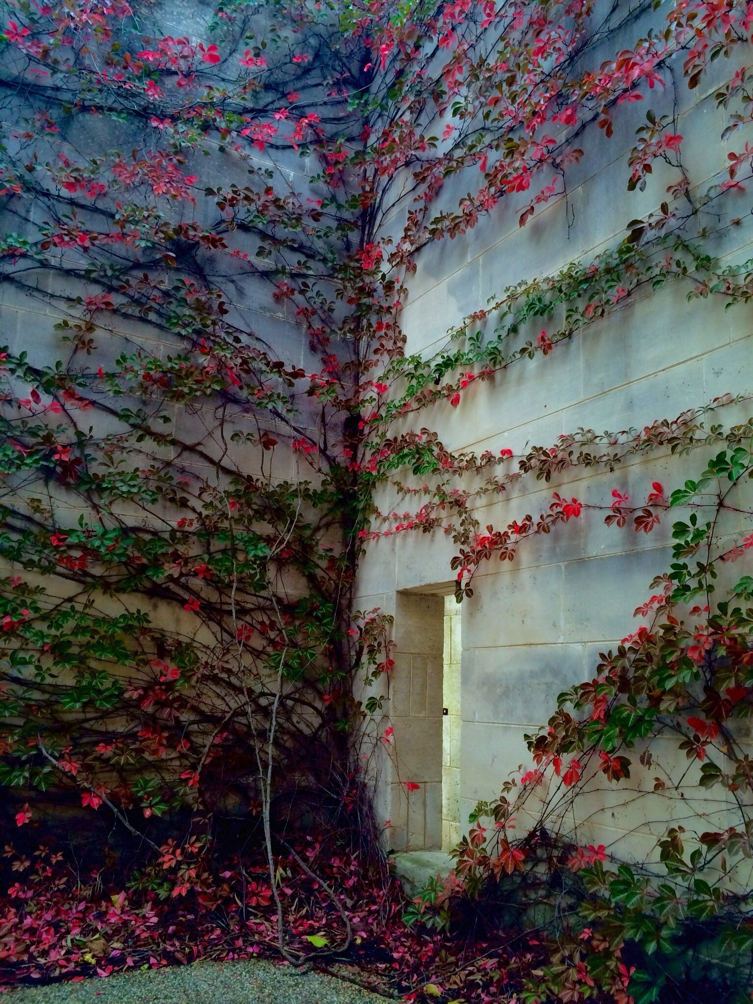 "Courtyard Detail" on Mother's Day 2015 at the #Heide Museum of Modern Art in Bulleen, near #Melbourne, Australia.  
Heide offers three galleries, stunning architecture and fifteen acres of gardens and sculpture park near the Yarra River. 
The autumnal colours of this creeper against the limestone caught my eye today!  
#iPhoneonly with some tone adjustment!
#BestOf5