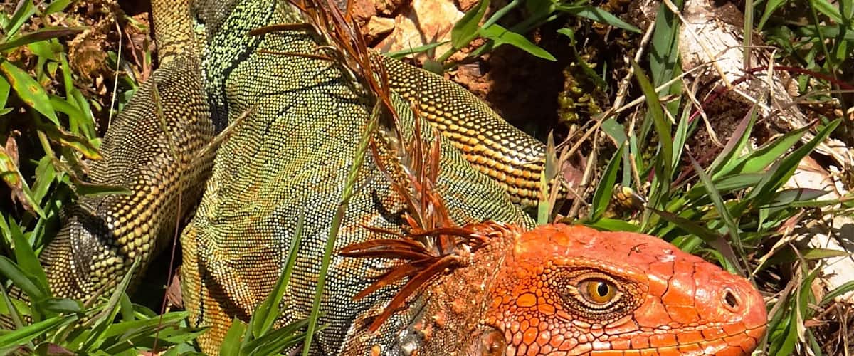 I spotted this colorful iguana during the one-hour jeep trip it takes to get to the village of Los Campesinos.  This area is full of interesting plant and animal life.  It also has a rather scary suspension bridge and some beautiful waterfall pools that are good for swimming.