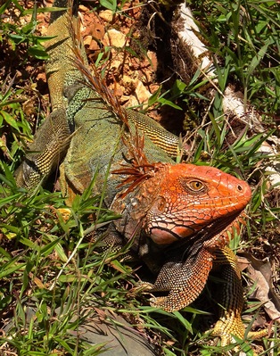 I spotted this colorful iguana during the one-hour jeep trip it takes to get to the village of Los Campesinos. This area is full of interesting plant and animal life. It also has a rather scary suspension bridge and some beautiful waterfall pools that are good for swimming.