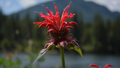 The hummingbirds are crazy for the bee balm in the summer.  The nectar is delicious and the color is the best--red!