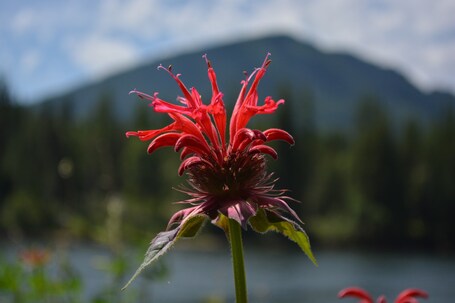 Clark Fork