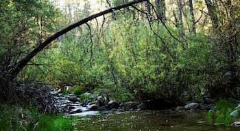 I woke up early and decided to take a hike to find the water I had heard. When I came upon this river my break was taken away by it's beauty. The hike back up the mountain was brutal but SO worth it!