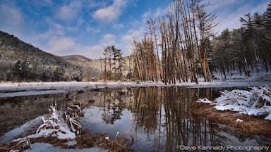 Beaver pond in the morning light.