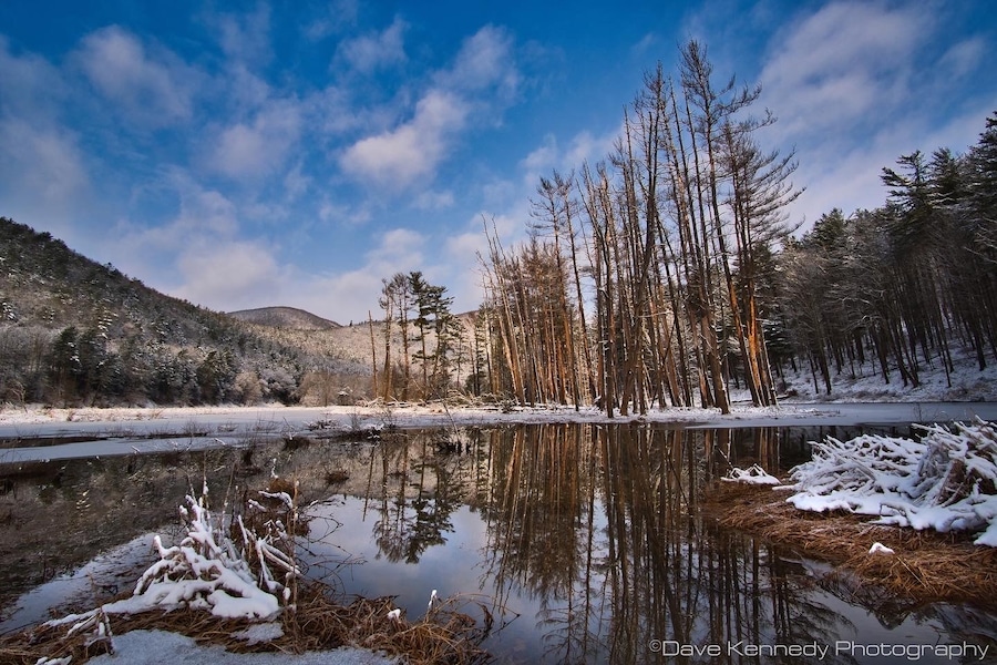 Beaver pond in the morning light.