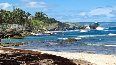 Visit the Bay Tavern at Martins Bay on the east coast or a great Bajan lunch.  Sea cat, red snapper, stewed chicken or pork. Sit on the benches by the water and this will be your view 