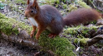 At the home of the Red Squirrels in Formby, nr Formby Point, Merseyside, UK