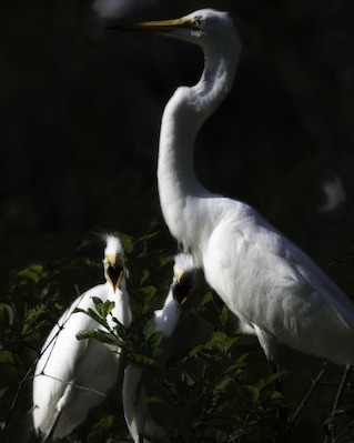 I took a trip back to Beaufort, SC after my trip back to check in on the chicks! They grow so fast! apparently you have about 20-30 days from hatch to flight. I saw this one and had to show it first. I call it parenthood. Look at those faces!