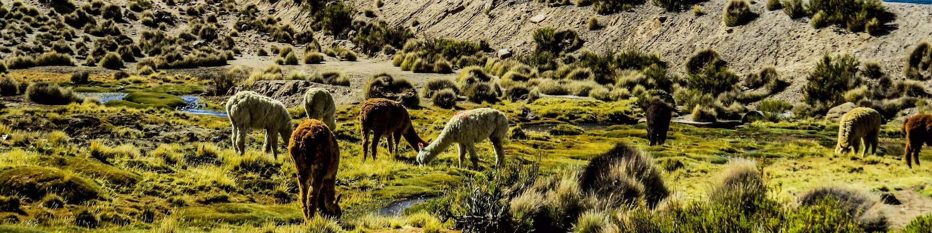 Parinacota Volcano on the border of Chile and Bolivia. This photo was taken on the chilean side at Lauca National Park.